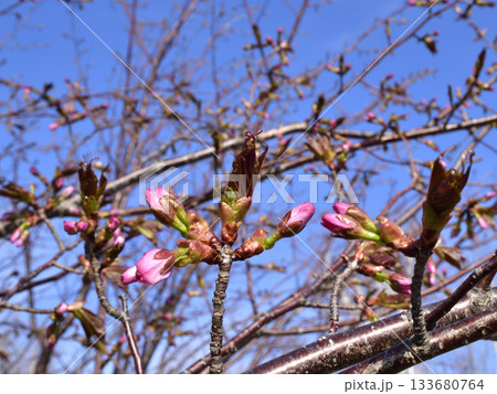 北海道清里町の桜の蕾 北海道清里町の桜の蕾 133680764