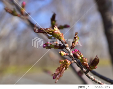 北海道清里町の桜の蕾 北海道清里町の桜の蕾 133680765