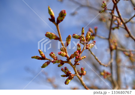 北海道清里町の桜の蕾 北海道清里町の桜の蕾 133680767
