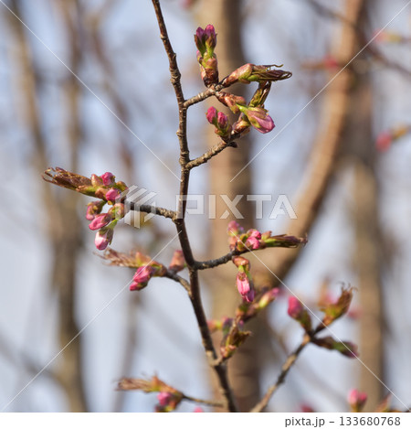 北海道清里町の桜の蕾 133680768