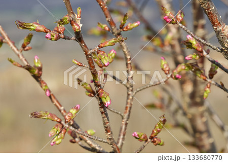 北海道清里町の桜の蕾 北海道清里町の桜の蕾 133680770
