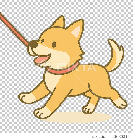 お散歩している柴犬 お散歩している柴犬 133680835