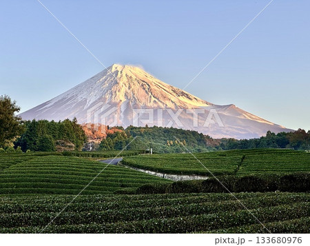 茶畑から見る朝日を浴びる富士山 133680976