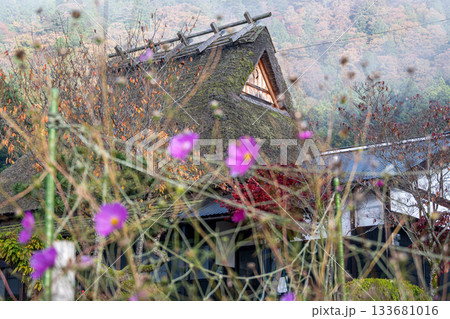 美山の茅葺建物とコスモス 美山の茅葺建物とコスモス 133681016