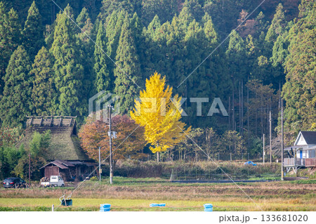 黄葉したイチョウと茅葺建物 133681020