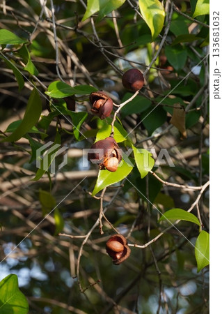 パックリと口を開けた椿の実・2025年10月 133681032