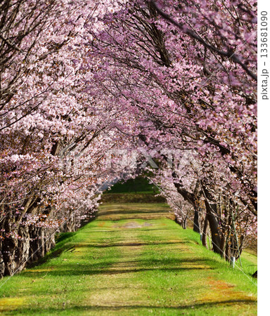 北海道清里町の桜並木 北海道清里町の桜並木 133681090
