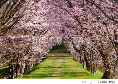 北海道清里町の桜並木 133681093