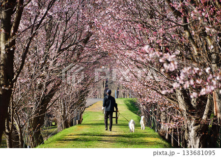 北海道清里町の桜並木 133681095