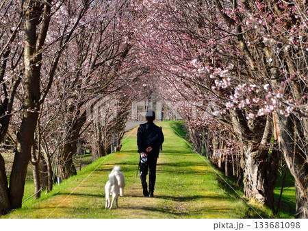 北海道清里町の桜並木 北海道清里町の桜並木 133681098
