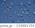 鳩の群れの飛翔 133681154