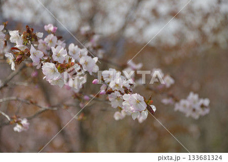 北海道清里町の桜 133681324