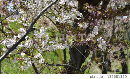 北海道清里町の桜 133681330