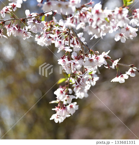 北海道清里町の桜 北海道清里町の桜 133681331