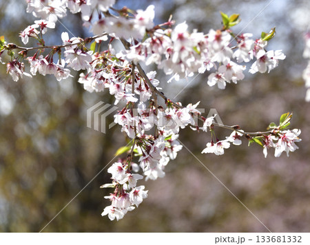 北海道清里町の桜 北海道清里町の桜 133681332