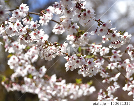 北海道清里町の桜 133681333