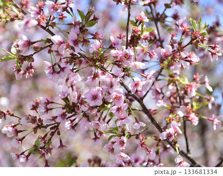 北海道清里町の桜 133681334