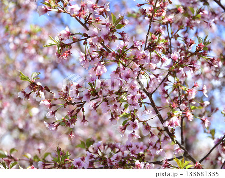 北海道清里町の桜 北海道清里町の桜 133681335