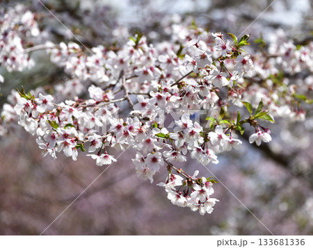 北海道清里町の桜 133681336
