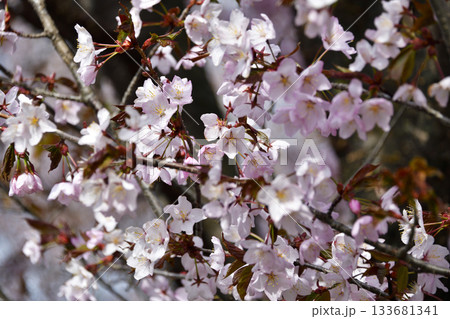 北海道清里町の桜 133681341