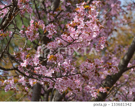 北海道清里町の桜 北海道清里町の桜 133681342