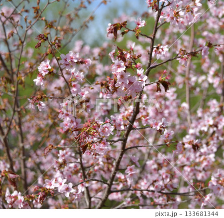 北海道清里町の桜 133681344