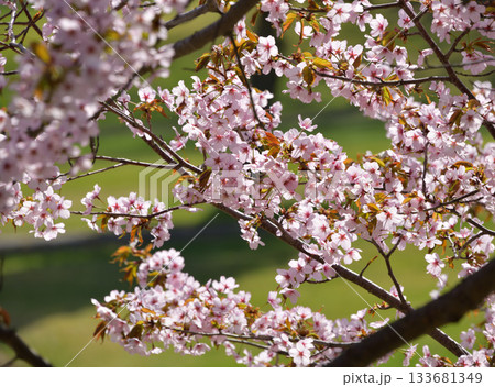 北海道清里町の桜 北海道清里町の桜 133681349