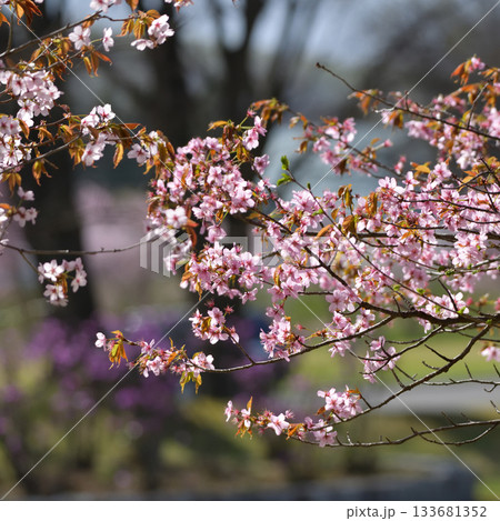 北海道清里町の桜 北海道清里町の桜 133681352