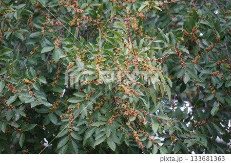 アキニレのつぼみ・2025年10月 133681363