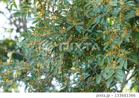 アキニレのつぼみ・2025年10月 133681366