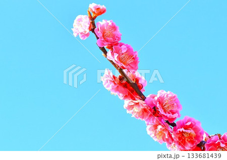 爽やかな快晴の青空と美しいピンクの梅の花 133681439