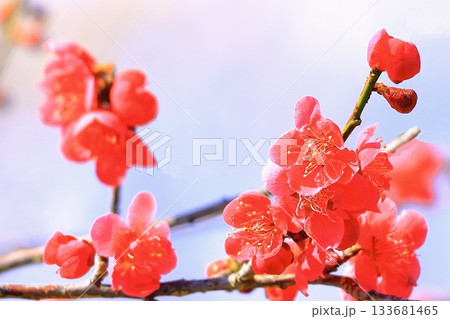 爽やかな青空と美しいピンクの梅の花 133681465