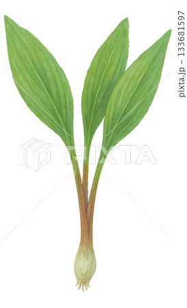 アイヌネギ（水彩イラスト・背景透過）行者にんにく 133681597