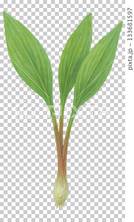 阿伊努韭菜（水彩插圖，透明背景）和野蒜 133681597