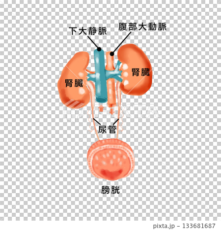 Diagram of the kidney and bladder structure. Anatomical illustration of the urinary tract. For medical and nursing education. Diagram of the kidney and bladder structure. Anatomical illustration of the urinary tract. For medical and nursing education. 133681687