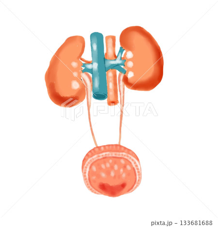 腎臓と膀胱の構造図 尿路の解剖イラスト 医療・看護教材向け 腎臓と膀胱の構造図 尿路の解剖イラスト 医療・看護教材向け 133681688