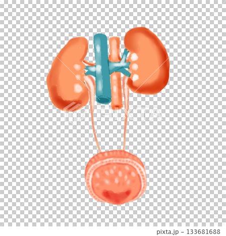 腎臓と膀胱の構造図 尿路の解剖イラスト 医療・看護教材向け 腎臓と膀胱の構造図 尿路の解剖イラスト 医療・看護教材向け 133681688