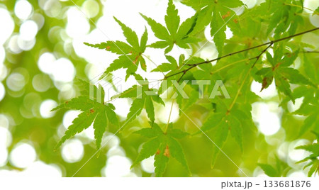 紅葉 秋 11〜12月 木漏れ日 紅葉 秋 11〜12月 木漏れ日 133681876