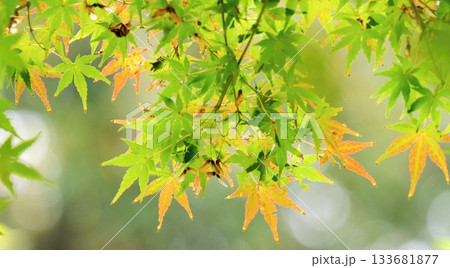 紅葉 秋 11〜12月 木漏れ日 紅葉 秋 11〜12月 木漏れ日 133681877
