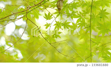 紅葉 秋 11〜12月 木漏れ日 133681880