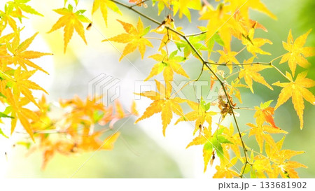 紅葉 秋 11〜12月 木漏れ日 133681902