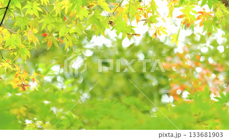紅葉 秋 11〜12月 木漏れ日 133681903