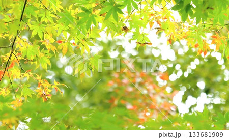 紅葉 秋 11〜12月 木漏れ日 紅葉 秋 11〜12月 木漏れ日 133681909