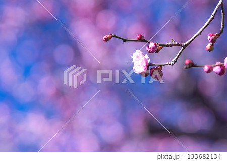 春の訪れを告げる梅の花 春の訪れを告げる梅の花 133682134