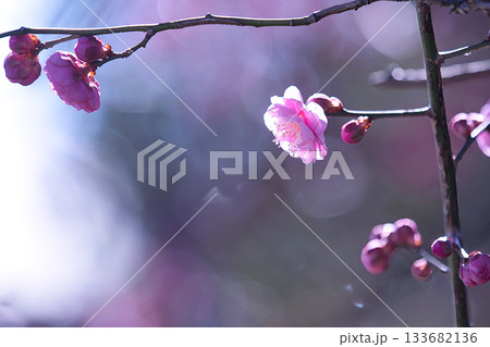 春の訪れを告げる梅の花 春の訪れを告げる梅の花 133682136