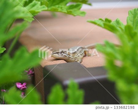 デッキの上で休むトカゲ デッキの上で休むトカゲ 133682198