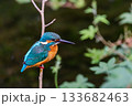 カワセミ 133682463
