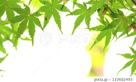 紅葉 秋 11〜12月 木漏れ日 133682493