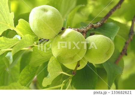 青い梅の実 133682621