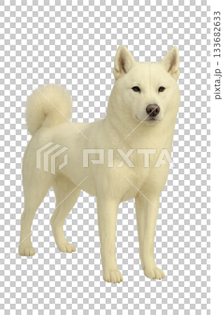 Realistic illustration of a white Hokkaido dog (transparent background) 133682633